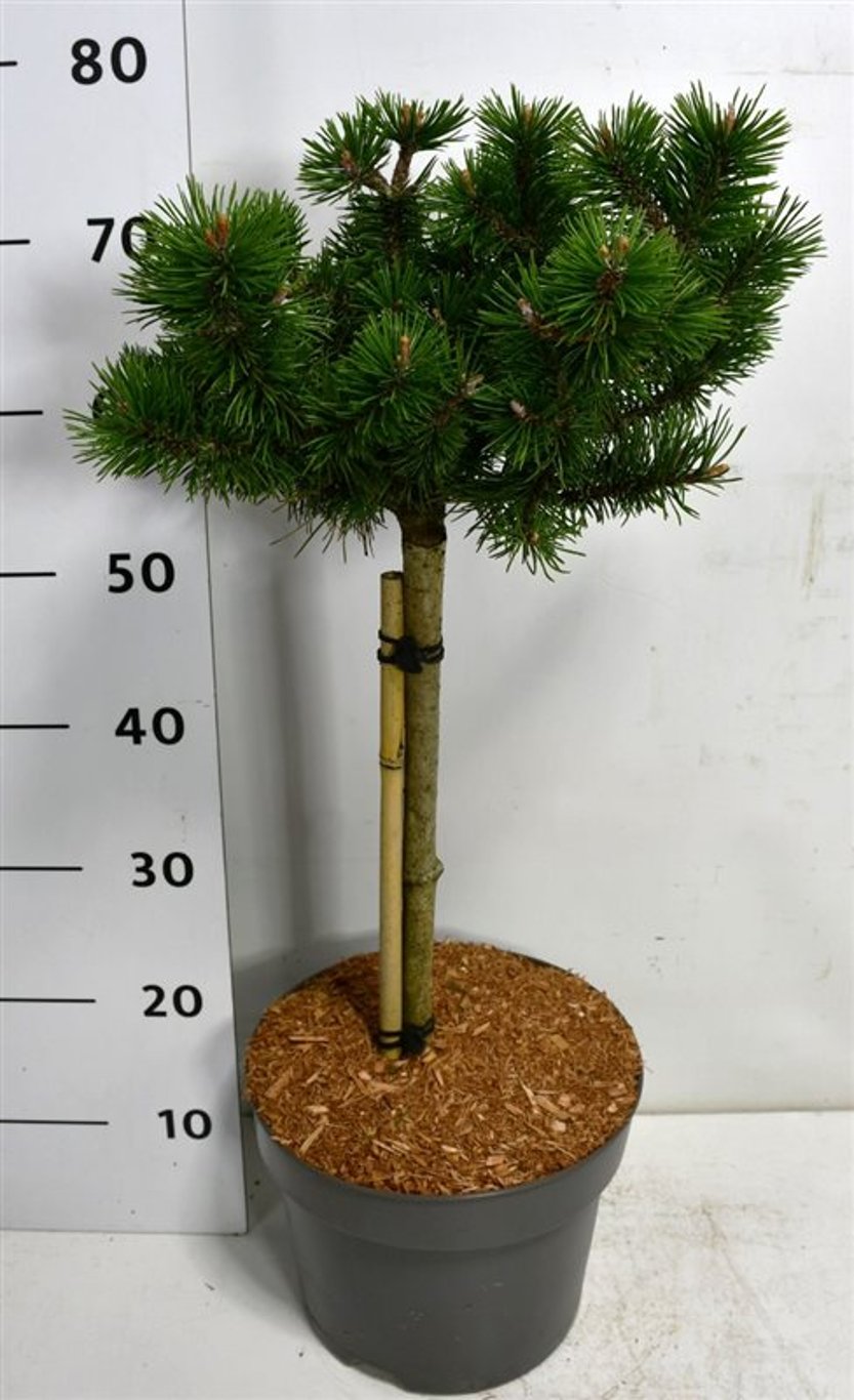 Pinus mugo 'Humpy' - 40 CM Stem C7.5